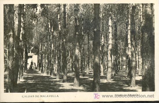 Cartoline: TARJETA POSTAL DE CALDAS DE MALAVELLA.GERONA. PINAR DE BENAULA