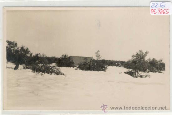 Postkarten: (PS-8765)POSTAL FOTOGRAFICA DE TARREGA(LLEIDA)-ESTADO DE LOS OLIVOS A CASUSA DE LA NIEVE