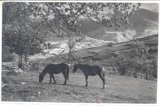 PRULLANS DE CERDE&Ntilde;A EDICIONES CUYAS