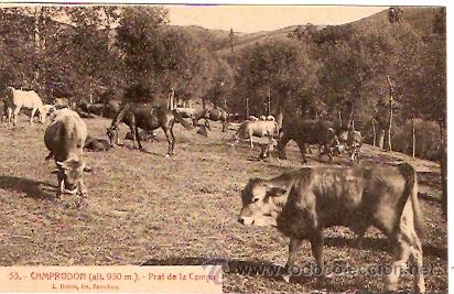 Postales: POSTAL CAMPRODON PRAT DE LA CAMPA - Foto 1