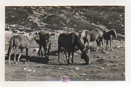 Postcards: LLES. CERDA&Ntilde;A. PASTURAJES EN LA BARRACA DEL ESPERVER. CABALLOS. (ED. FOTOGRT&Aacute;FICA CUY&Aacute;S).
