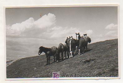 Postkarten: ALP. CABALLOS PASTURANDO. (ED. FOTOGRT&Aacute;FICA CUY&Aacute;S).