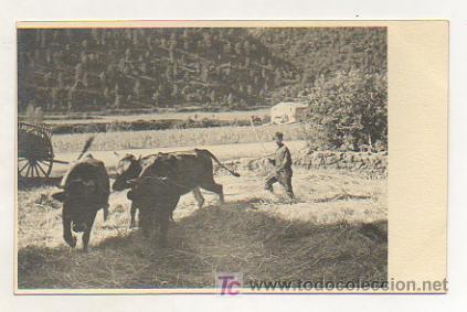 Postales: VALL D'ARAN. VALLE DE ARAN. FEINES DEL CAMP. (POSTAL FOTOGR&Aacute;FICA)