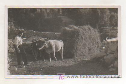 Postales: VALL D'ARAN. VALLE DE ARAN. SALARD&Uacute;. CARRETA DE BUEYES. 1949.