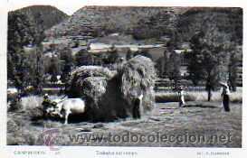 Postales: POSTAL CAMPRODON TRABAJOS DEL CAMPO - Foto 1