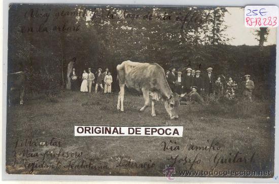 Postkarten: (PS-18283)POSTAL FOTOGRAFICA DE TORRELLO-GANADO PASTANDO