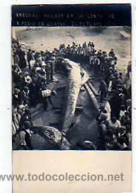 Cartoline: POSTAL FOTOGRAFICA SANT FELIU DE GUIXOLS RORCUAL ( BALLENA )HALLADO EN LA COSAT 24-10-1912