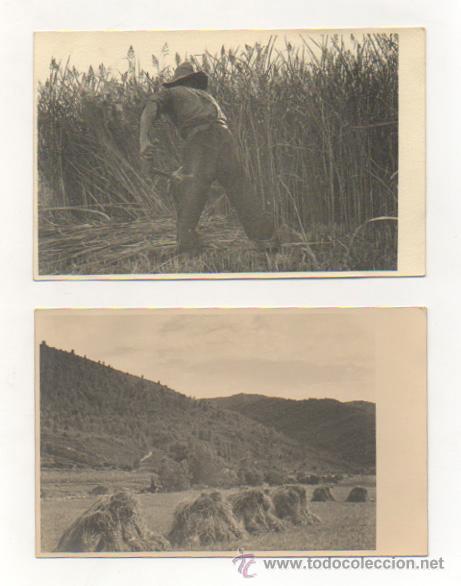 Postcards: TRABAJOS DEL CAMPO. FEINES DEL CAMP. 2 POSTALES FOTOGR&Aacute;FICAS. AGRICULTURA.