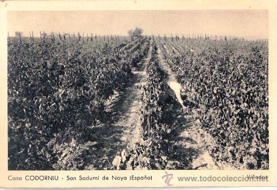 Postkarten: TARJETA POSTAL DE LAS BODEGAS CODORNUI. SAN SADURNI DE NOYA, VI&Ntilde;EDOS.