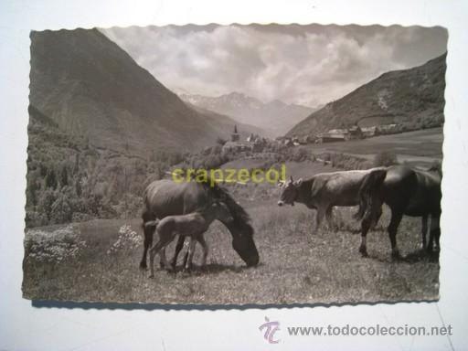 Postales: GESSA: GANADERIA ARANESA - Foto 1