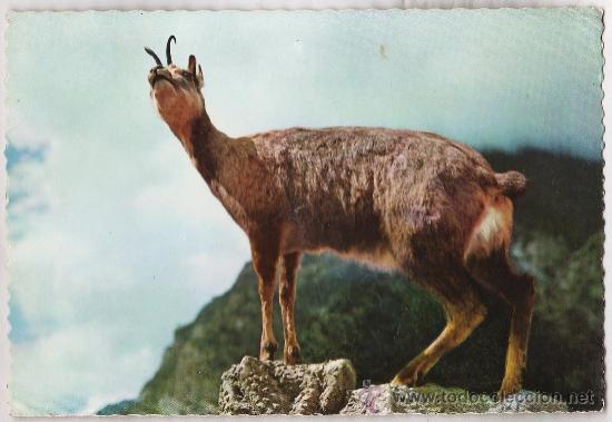 Postales: pirineos de lerida - el isard - n&ordm; 5104 - ed. garrabella - circulada - a&ntilde;o 1960