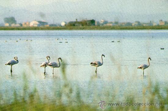Cartoline: postal deltebre, delta del ebre  - flamencos en la ca&ntilde;izada - pajaros