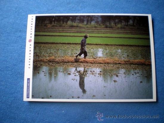 Cartes Postales: POSTAL CATALUNYA UNIVERSAL LA VANGUARDIA N&ordm; 2-20 CAMPOS ARROZ EN DELTA DE L'EBRE