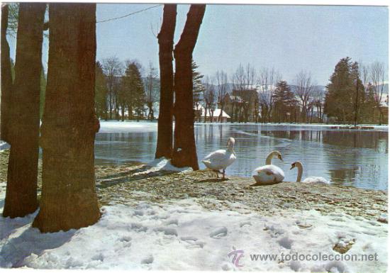 Postales: PUIGCERDA - LAGO EN INVIERNO CISNES - EDICI&Oacute;N FERRANDIZ - POSTAL