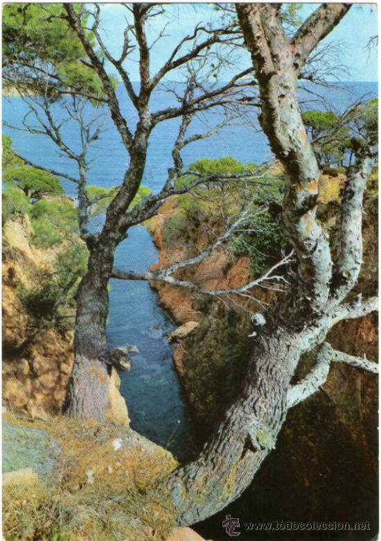 Postales: SAN FELIU DE GUIXOLS - DETALLE DE LA COSTA - EDICI&Oacute;N ZERKOWITZ - POSTAL
