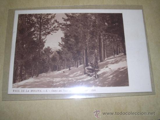 Postcards: VALL DE LA MOLINA .- 11 CAMI DEL BOSC QUE PORTA A LES PISTES CL. R. CARBONELL 14X9 CM.