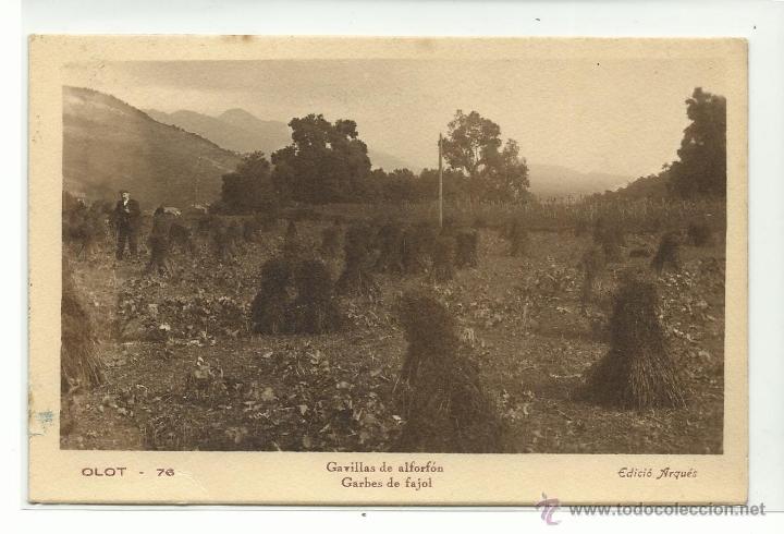 Postales: OLOT.-GARBES DE FAJOL.-GAVILLAS DE ALFORFON.-EDICIO ARQUES.-FOTO GUILERA N&ordm; 76