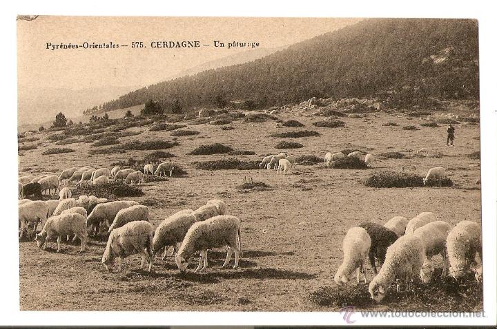 Postales: POSTAL - PIRINEOS ORIENTALES - LA CERDA&Ntilde;A (LA CERDANYA) - UN PASTOREO