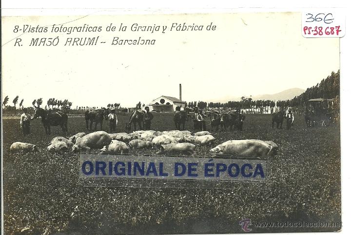 Postkarten: (PS-38687)POSTAL FOTOGRAFICA DE BARCELONA-GRANJA Y FABRICA DE R.MASO ARUMI.PIARA DE CERDOS