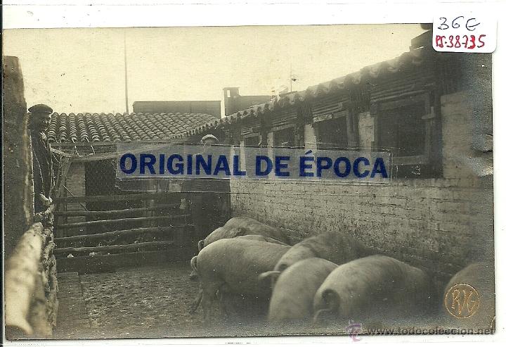 Postkarten: (PS-38775)POSTAL FOTOGRAFICA DE GELIDA-CRIA DE CERDOS