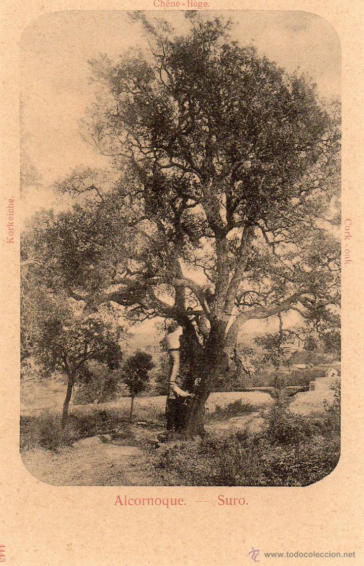 Postales: palafrugell. suro - Foto 1