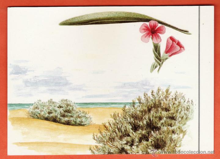 Postkarten: delta de l'ebre - vegetacion / medio ambiente - ed. diputacion - nueva - a&ntilde;os 80
