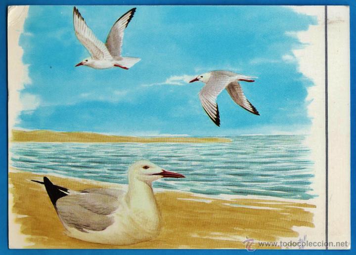 Postkarten: delta de l'ebre - fauna protegida - medi ambient - il. montull - ed. diputacio -nueva -a&ntilde;os 80