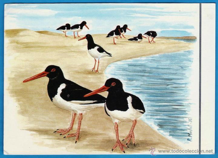 Postkarten: delta de l'ebre - fauna protegida - medi ambient - il. montull - ed. diputacio -nueva -a&ntilde;os 80