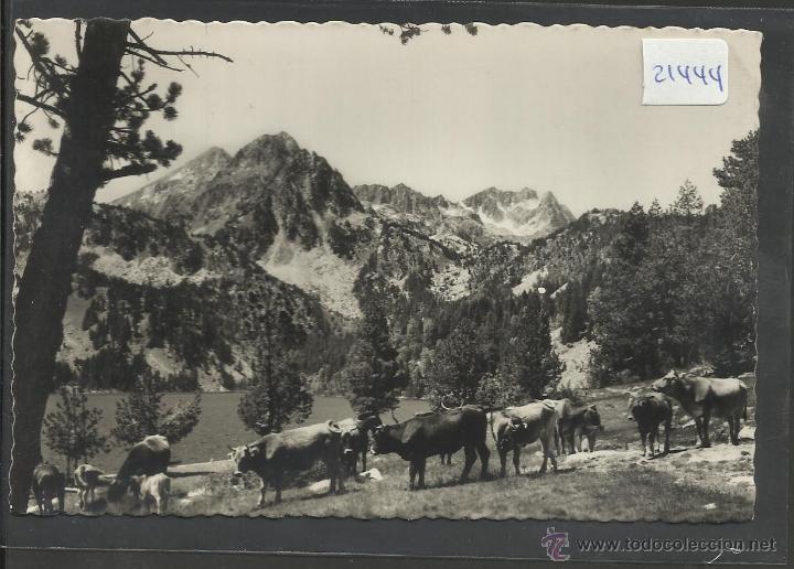 Postales: VALLE DE ESPOT - GANADERIA EN SAN MAURICIO - (21444)
