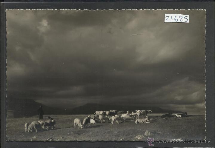 Postales: PALLARS - PASTOREO EN LA CREU DE PERBES - (21625)