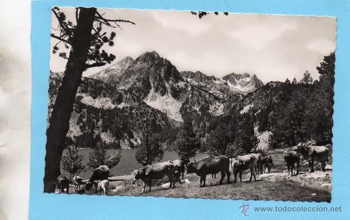 Postales: lago san mauricio. 131 ganaderia. of. turismo