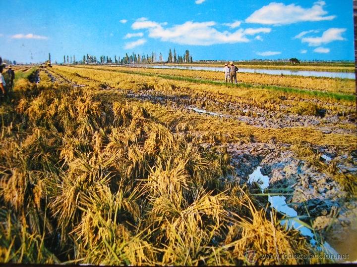 Postales: POSTAL DELTA DEL RIO EBRO RECOLECCION DEL ARROZ FRANQUEDA EN AMPOSTA