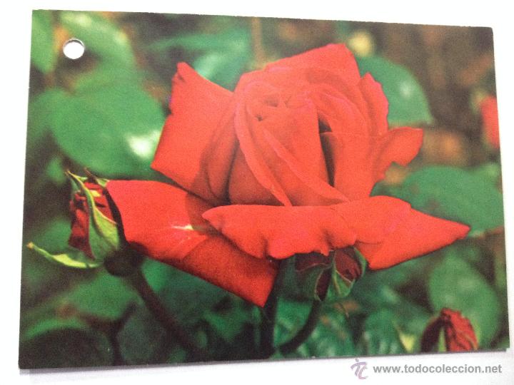 Postcards: Antigua postal Flores, Rosas. No escrita y sin circular. Colecci&oacute;n Perla
