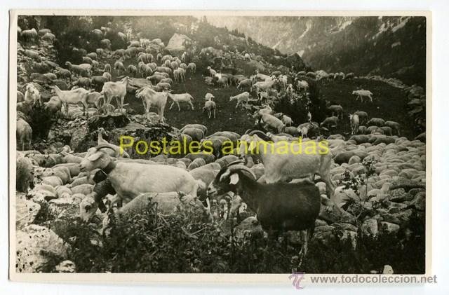 Postales: a01306 Espot - Cuyas - Foto 1