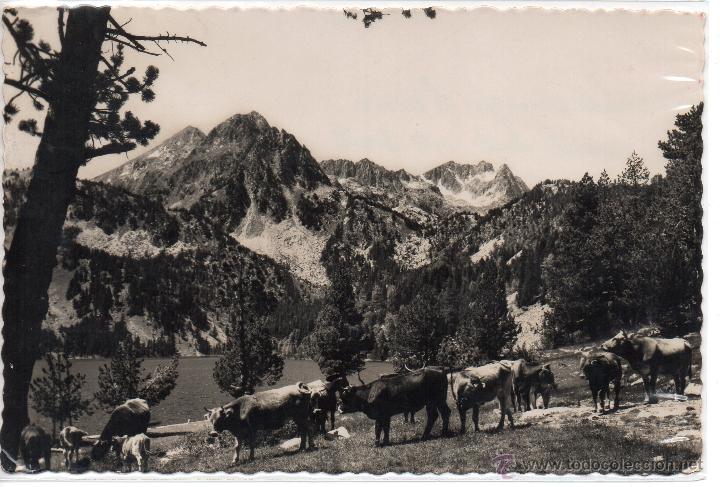 Postales: VALLE DE ESPOT  N&ordm; 131 .- GANADERIA EN SAN MAURICIO .- EDICION OFICINA DE TURISMO