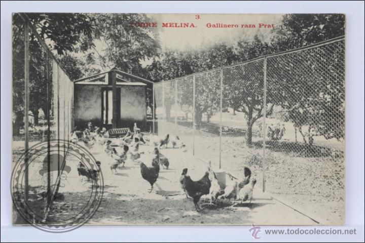 Postais: Antigua Postal - 3. Torre Melina. Gallinero Raza Prat - Sin Circular