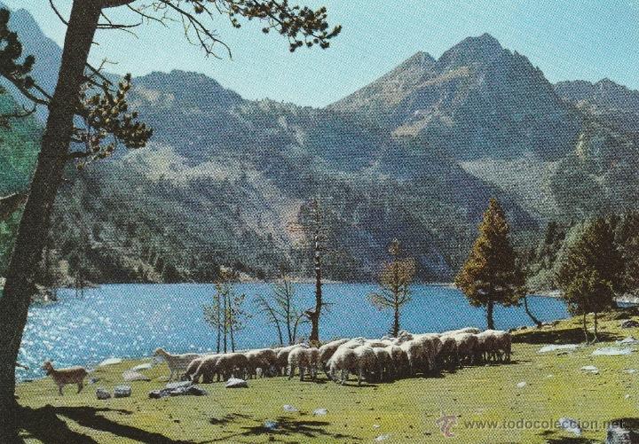Postales: N&ordm; 15800 POSTAL PIRINEOS DE LERIDA EL PALLARS VALLE DE ESPOT GANADERIA EN SAN MAURICIO