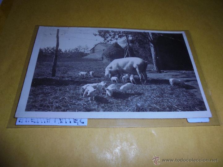 Postales: AMETLLA DEL VALLES 31 QUINA PORCADA . POSTAL FOTOGRAFICA , CIRCULADA - 14X9 CM.