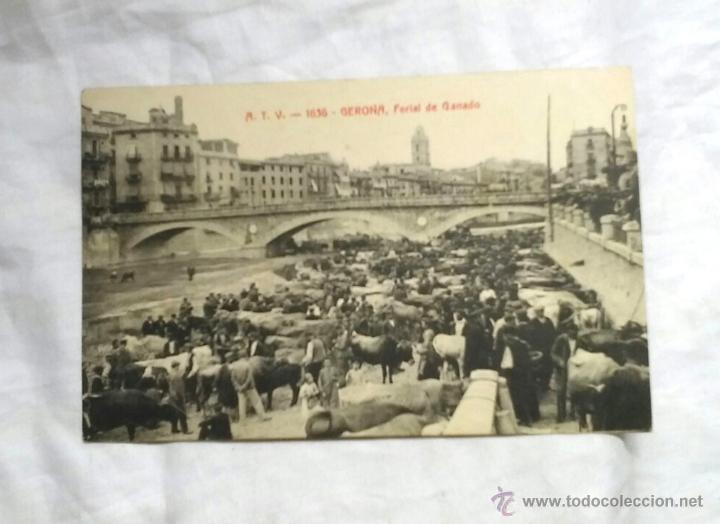 Postales: Gerona Ferial de Ganado, sin circular - Foto 1