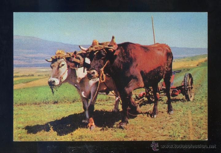 Postales: *Pirineos Centrales. Cerda&ntilde;a. Yunta...* Ed. A. Campa&ntilde;a y J. Puig-Ferran serie II n&ordm; 1352. Nueva.