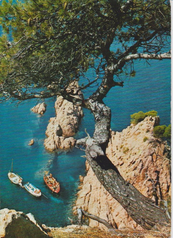 (2829) COSTA BRAVA. ROCAS Y PINOS