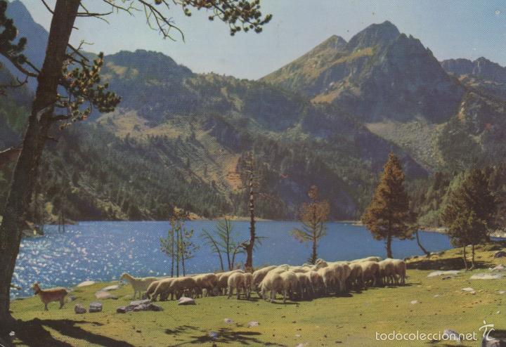 Postales: postal n&ordm; 5023 pirineos de lerida el pallars valle de espot ganaderia en san mauricio