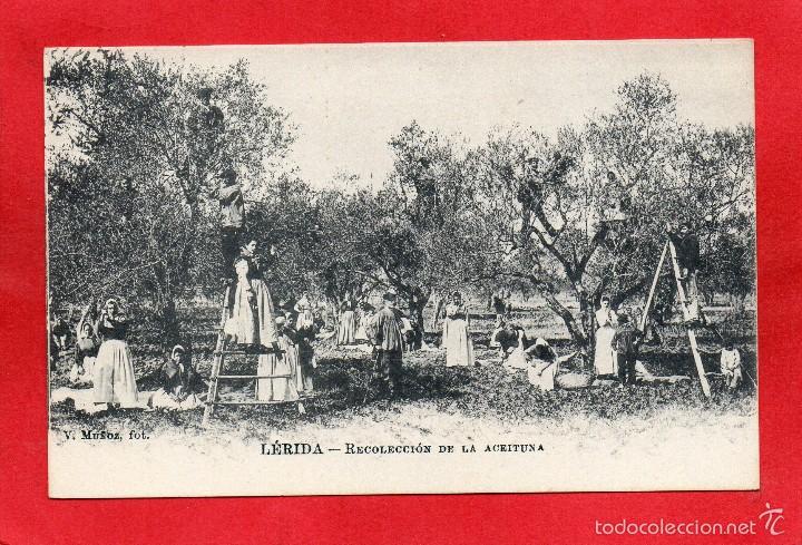 Postales: lerida. recolecci&oacute;n de la aceituna - Foto 1