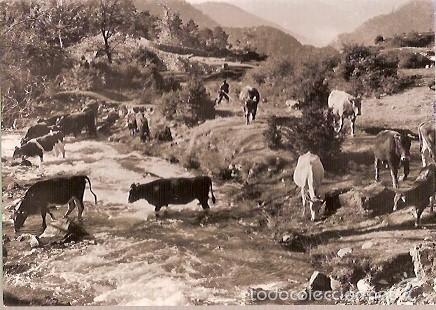 Postales: ANTIGUA POSTAL N&ordm; 51 ALT BERGADA CASTELLAR D'EN NUCH FONTS DEL LLOBREGAT FOTO PUIG RIBERA