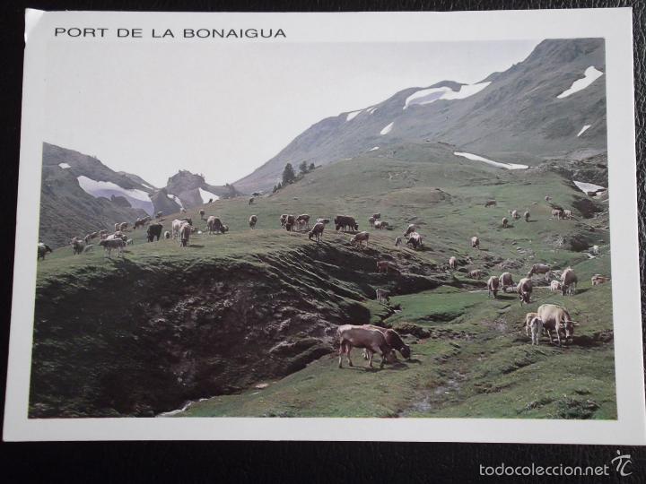 Postales: Port de la Bonaigua. 244 Bovinos pastando. Ed. Sicilia. Nueva