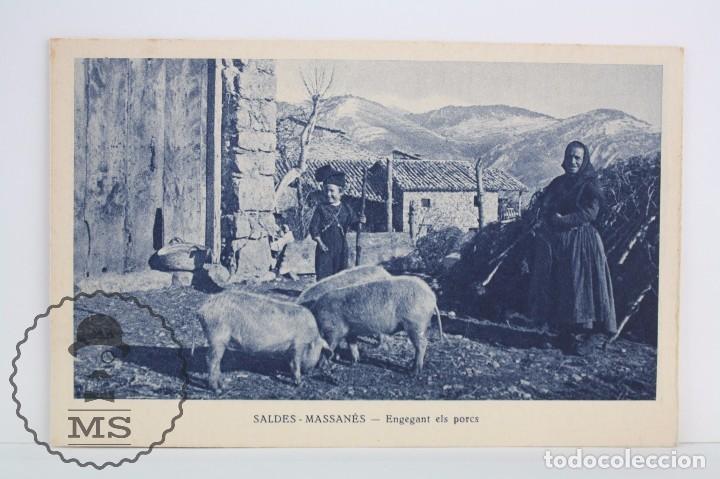 Postkarten: Antigua Postal Animada - Saldes-Massan&eacute;s. Engegant els Porcs / Cerdos - Mumbr&uacute; - Sin Circular