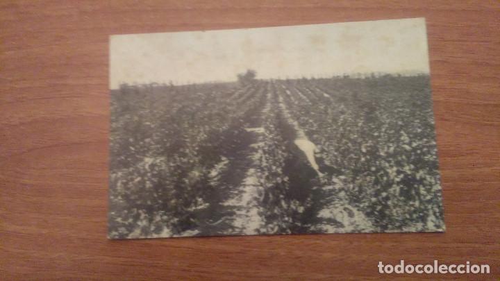 Postkarten: POSTAL CASA CODORNIU SAN SADURNI DE NOYA N&ordm; 1 VI&Ntilde;EDOS  CIRCULADA