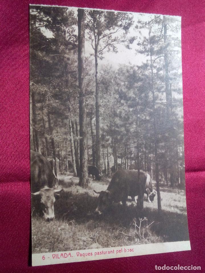 Postales: 6. VILADA. VAQUES PASTURANT PEL BOSC. THOMAS - Foto 1