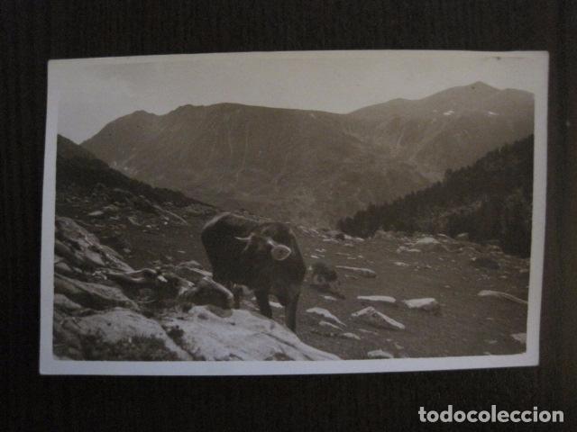 Postales: POSTAL ANTIGUA FOTOGRAFICA - CATALU&Ntilde;A ? - MONTA&Ntilde;A - ESQUI -VER REVERSO-(50.977)