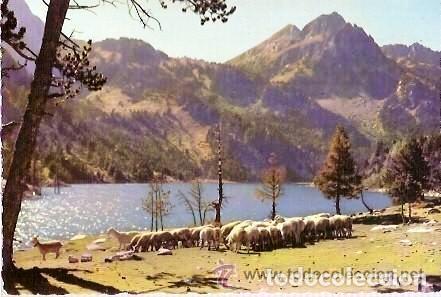 Postales: PIRINEO DE LERIDA 5023 - EL PALLARS - VALLE DE ESPOT - GANADERIA EN SAN MAURICIO